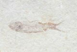 Multiple () Small Knightia Fossil Fish - Wyoming #77132-2